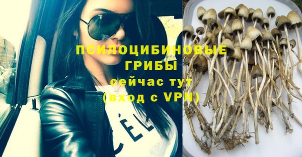 трава Белокуриха